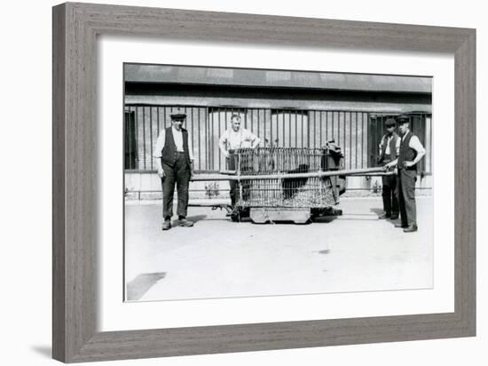 A Black Leopard Being Transported in a Cage by Keepers at London Zoo, June 1922-Frederick William Bond-Framed Photographic Print