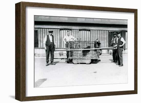 A Black Leopard Being Transported in a Cage by Keepers at London Zoo, June 1922-Frederick William Bond-Framed Photographic Print