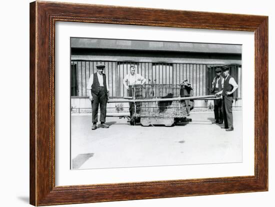 A Black Leopard Being Transported in a Cage by Keepers at London Zoo, June 1922-Frederick William Bond-Framed Photographic Print