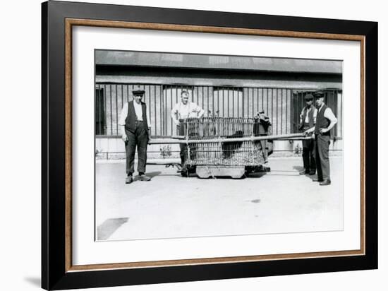 A Black Leopard Being Transported in a Cage by Keepers at London Zoo, June 1922-Frederick William Bond-Framed Photographic Print