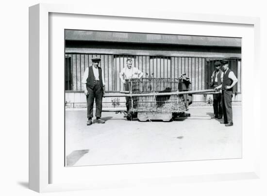 A Black Leopard Being Transported in a Cage by Keepers at London Zoo, June 1922-Frederick William Bond-Framed Photographic Print