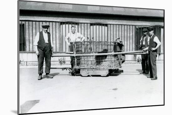 A Black Leopard Being Transported in a Cage by Keepers at London Zoo, June 1922-Frederick William Bond-Mounted Photographic Print
