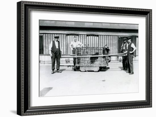 A Black Leopard Being Transported in a Cage by Keepers at London Zoo, June 1922-Frederick William Bond-Framed Photographic Print