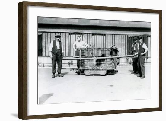 A Black Leopard Being Transported in a Cage by Keepers at London Zoo, June 1922-Frederick William Bond-Framed Photographic Print