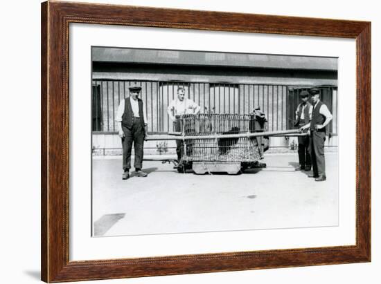 A Black Leopard Being Transported in a Cage by Keepers at London Zoo, June 1922-Frederick William Bond-Framed Photographic Print