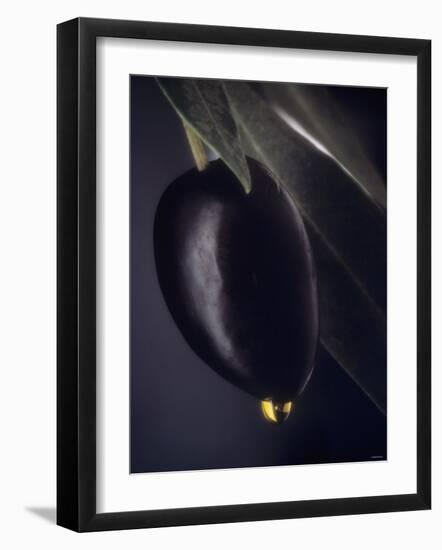 A Black Olive on a Toothpick, Olive Oil-Jo Van Den Berg-Framed Photographic Print