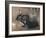 A Black Rabbit (Bodycolour on Linen)-Joseph Crawhall-Framed Giclee Print