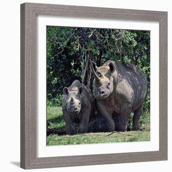 A Black Rhino and Calf in the Aberdare Natrional Park-Nigel Pavitt-Framed Photographic Print