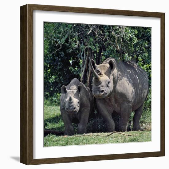 A Black Rhino and Calf in the Aberdare Natrional Park-Nigel Pavitt-Framed Photographic Print