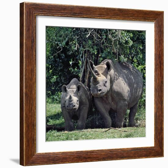 A Black Rhino and Calf in the Aberdare Natrional Park-Nigel Pavitt-Framed Photographic Print