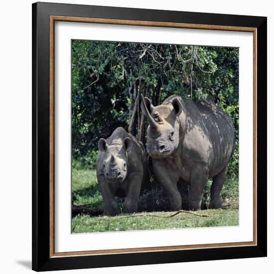 A Black Rhino and Calf in the Aberdare Natrional Park-Nigel Pavitt-Framed Photographic Print