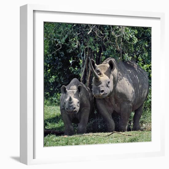 A Black Rhino and Calf in the Aberdare Natrional Park-Nigel Pavitt-Framed Photographic Print