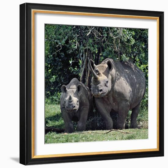 A Black Rhino and Calf in the Aberdare Natrional Park-Nigel Pavitt-Framed Photographic Print