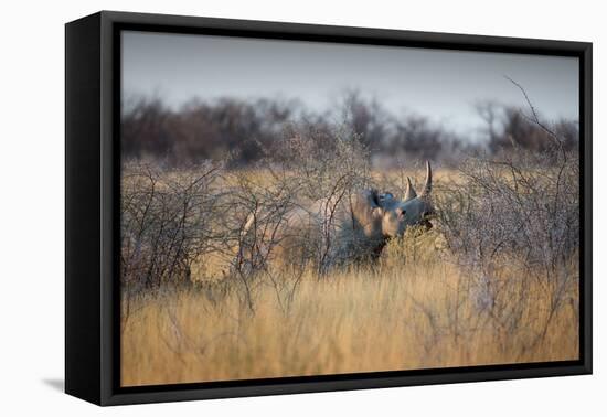 A Black Rhinoceros, Diceros Bicornis, Feeds Off a Spiny Acacia Bush at Sunset-Alex Saberi-Framed Premier Image Canvas