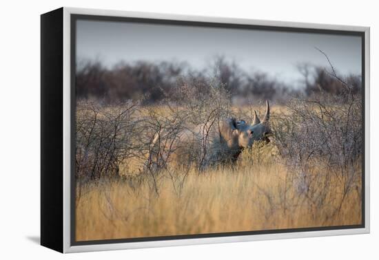 A Black Rhinoceros, Diceros Bicornis, Feeds Off a Spiny Acacia Bush at Sunset-Alex Saberi-Framed Premier Image Canvas