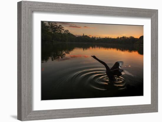 A Black Swan, Cygnus Atratus, Stretching at Sunrise in Ibirapuera Park-Alex Saberi-Framed Photographic Print