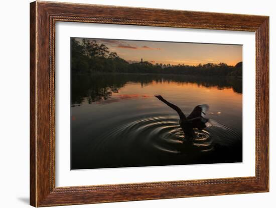 A Black Swan, Cygnus Atratus, Stretching at Sunrise in Ibirapuera Park-Alex Saberi-Framed Photographic Print