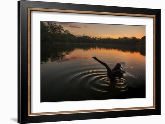 A Black Swan, Cygnus Atratus, Stretching at Sunrise in Ibirapuera Park-Alex Saberi-Framed Photographic Print