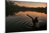 A Black Swan, Cygnus Atratus, Stretching at Sunrise in Ibirapuera Park-Alex Saberi-Mounted Photographic Print