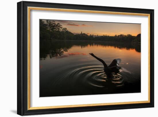 A Black Swan, Cygnus Atratus, Stretching at Sunrise in Ibirapuera Park-Alex Saberi-Framed Photographic Print