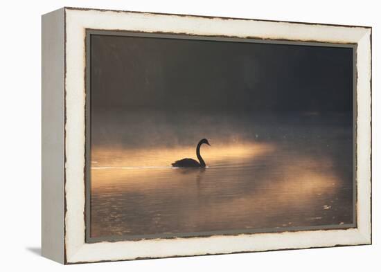 A Black Swan Glides Through Golden Sunrise Mists of Ibirapuera Park-Alex Saberi-Framed Premier Image Canvas