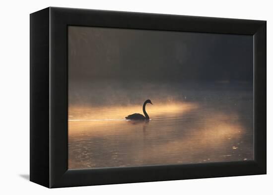 A Black Swan Glides Through Golden Sunrise Mists of Ibirapuera Park-Alex Saberi-Framed Premier Image Canvas
