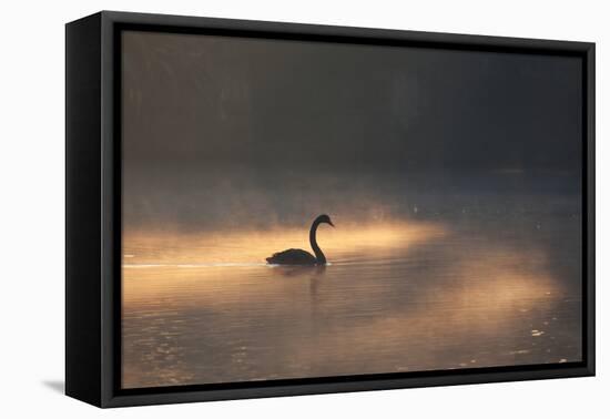 A Black Swan Glides Through Golden Sunrise Mists of Ibirapuera Park-Alex Saberi-Framed Premier Image Canvas
