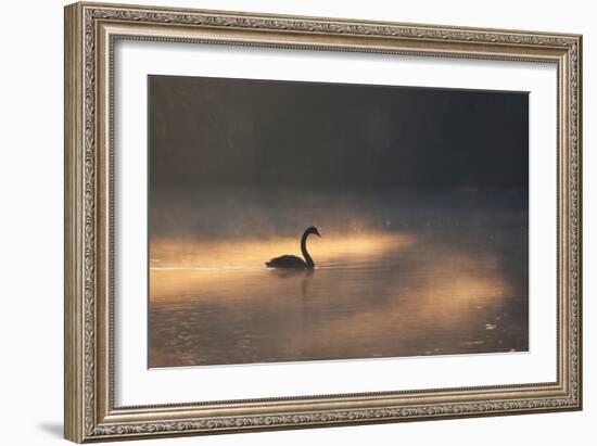 A Black Swan Glides Through Golden Sunrise Mists of Ibirapuera Park-Alex Saberi-Framed Photographic Print