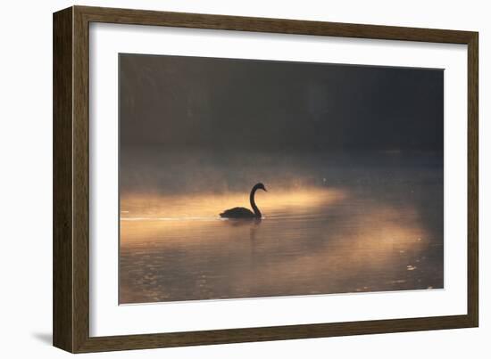 A Black Swan Glides Through Golden Sunrise Mists of Ibirapuera Park-Alex Saberi-Framed Photographic Print