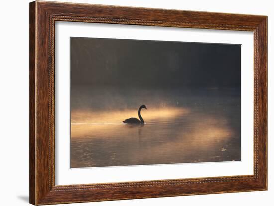 A Black Swan Glides Through Golden Sunrise Mists of Ibirapuera Park-Alex Saberi-Framed Photographic Print