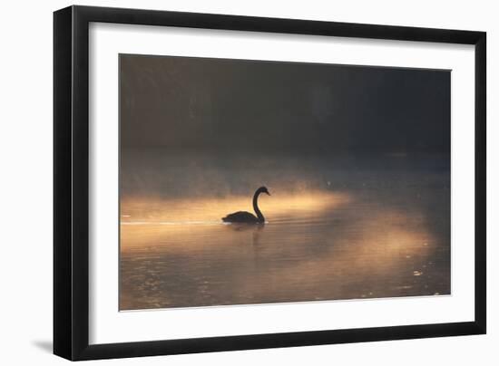 A Black Swan Glides Through Golden Sunrise Mists of Ibirapuera Park-Alex Saberi-Framed Photographic Print