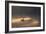 A Black Swan Glides Through Golden Sunrise Mists of Ibirapuera Park-Alex Saberi-Framed Photographic Print