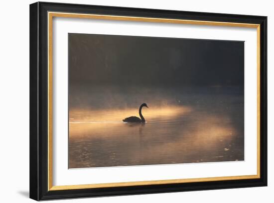 A Black Swan Glides Through Golden Sunrise Mists of Ibirapuera Park-Alex Saberi-Framed Photographic Print