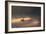 A Black Swan Glides Through Golden Sunrise Mists of Ibirapuera Park-Alex Saberi-Framed Photographic Print