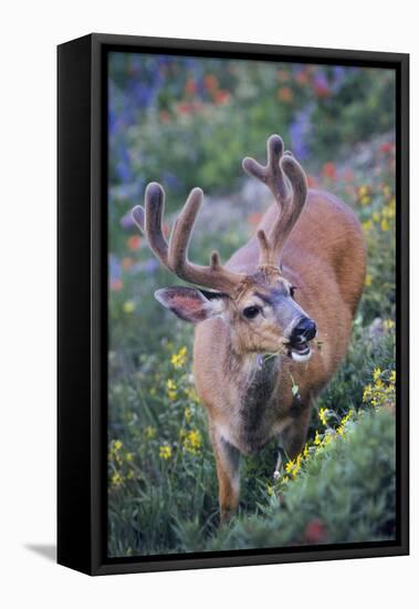 A Black-Tailed Buck Deer in Velvet Feeds on Subalpine Wildflowers-Gary Luhm-Framed Premier Image Canvas