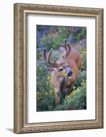 A Black-Tailed Buck Deer in Velvet Feeds on Subalpine Wildflowers-Gary Luhm-Framed Photographic Print