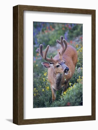 A Black-Tailed Buck Deer in Velvet Feeds on Subalpine Wildflowers-Gary Luhm-Framed Photographic Print