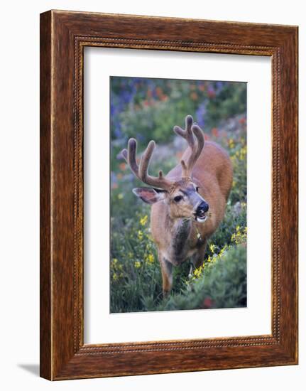 A Black-Tailed Buck Deer in Velvet Feeds on Subalpine Wildflowers-Gary Luhm-Framed Photographic Print