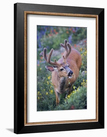 A Black-Tailed Buck Deer in Velvet Feeds on Subalpine Wildflowers-Gary Luhm-Framed Photographic Print