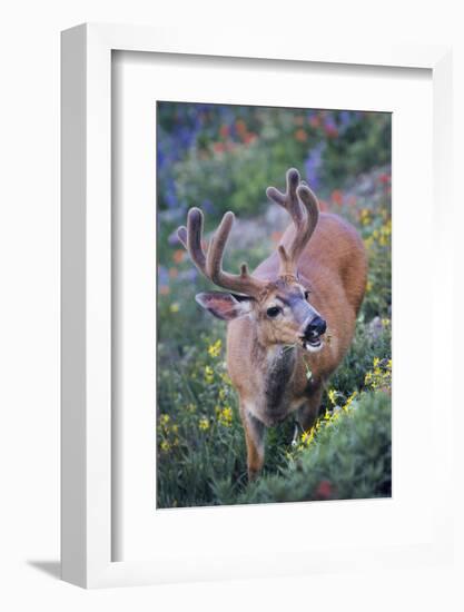 A Black-Tailed Buck Deer in Velvet Feeds on Subalpine Wildflowers-Gary Luhm-Framed Photographic Print