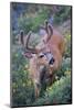 A Black-Tailed Buck Deer in Velvet Feeds on Subalpine Wildflowers-Gary Luhm-Mounted Photographic Print