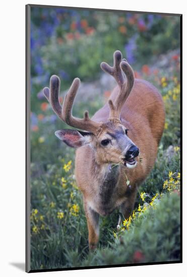 A Black-Tailed Buck Deer in Velvet Feeds on Subalpine Wildflowers-Gary Luhm-Mounted Photographic Print