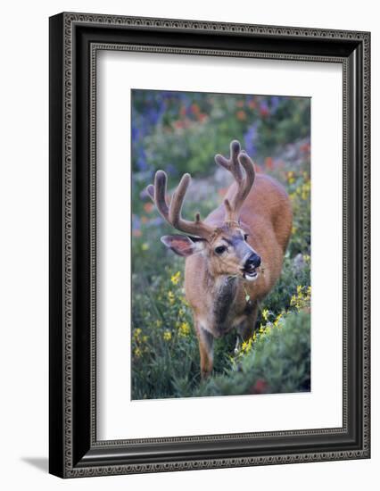 A Black-Tailed Buck Deer in Velvet Feeds on Subalpine Wildflowers-Gary Luhm-Framed Photographic Print