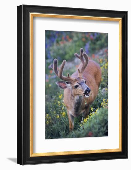 A Black-Tailed Buck Deer in Velvet Feeds on Subalpine Wildflowers-Gary Luhm-Framed Photographic Print