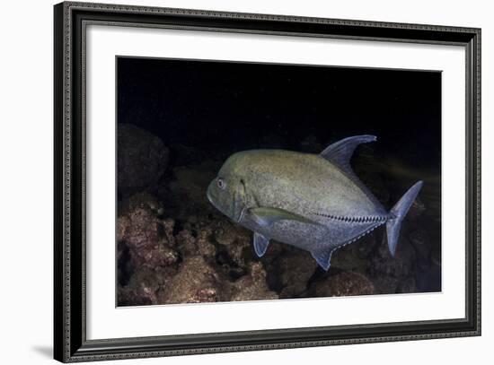 A Black Trevally Swims over the Seafloor Near Cocos Island, Costa Rica-Stocktrek Images-Framed Photographic Print