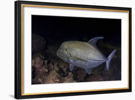 A Black Trevally Swims over the Seafloor Near Cocos Island, Costa Rica-Stocktrek Images-Framed Photographic Print