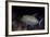 A Black Trevally Swims over the Seafloor Near Cocos Island, Costa Rica-Stocktrek Images-Framed Photographic Print