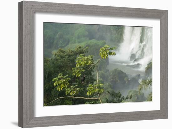 A Black Vulture, Coragyps Atratus, Resting on a Branch Near a Waterfall in Iguacu Falls-Alex Saberi-Framed Photographic Print