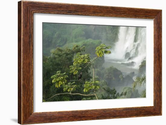 A Black Vulture, Coragyps Atratus, Resting on a Branch Near a Waterfall in Iguacu Falls-Alex Saberi-Framed Photographic Print