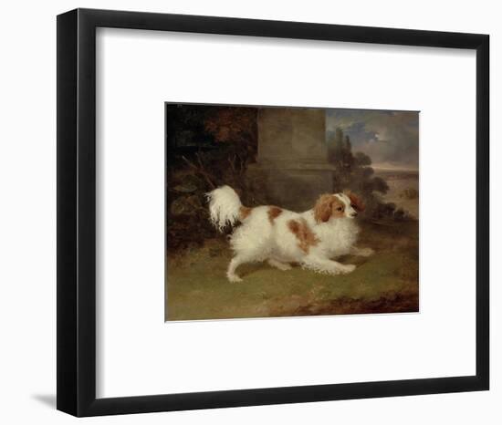 A Blenheim Spaniel, c.1820-30-William Webb-Framed Giclee Print